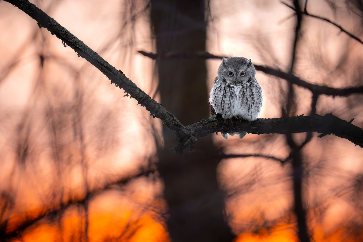 Eastern Screech-Owl - ML646998665