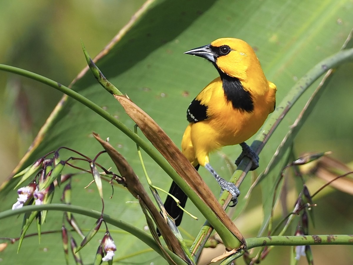 Turpial Amarillo - ML646998666