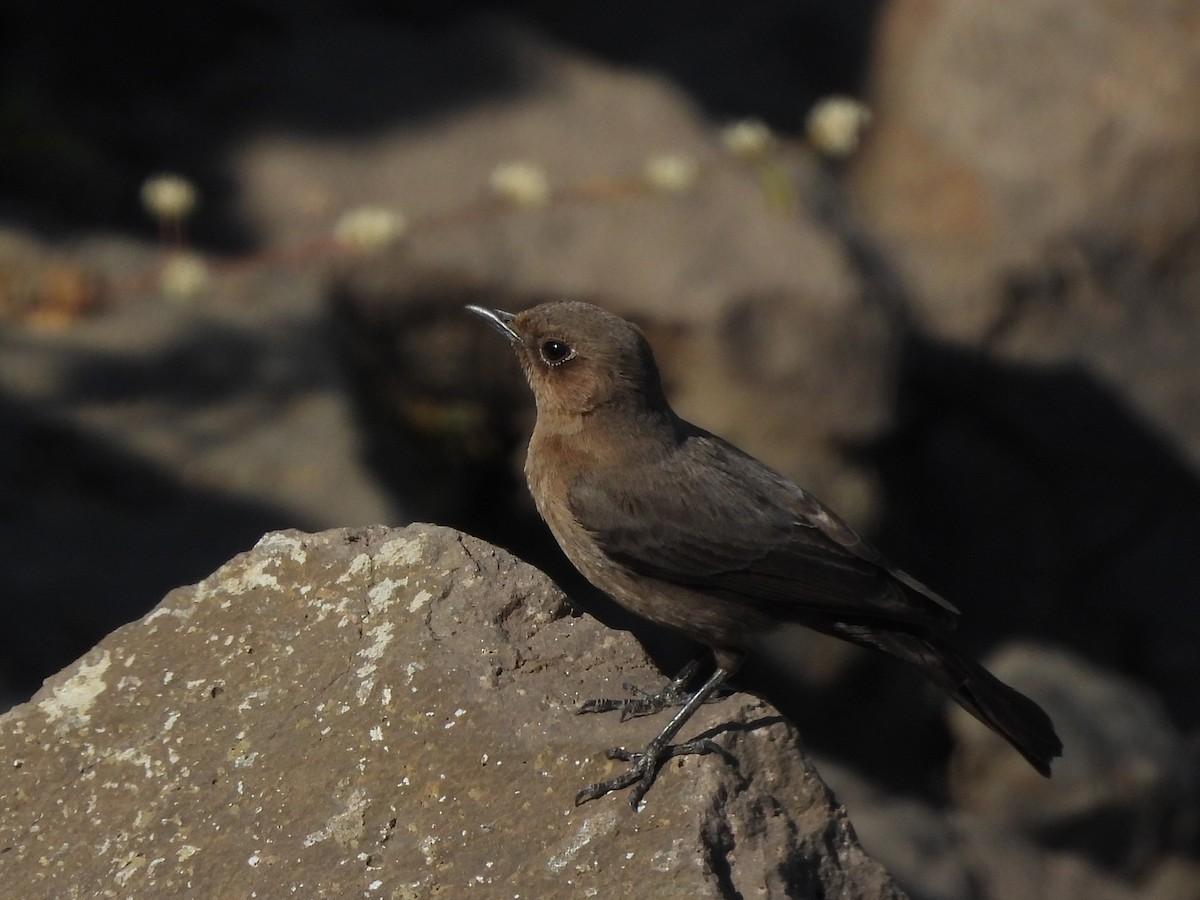 Brown Rock Chat - ML646998667