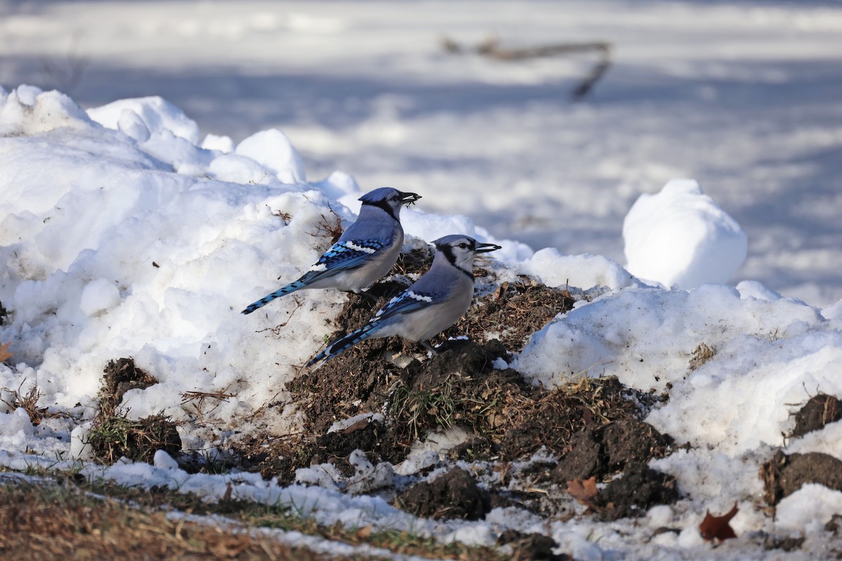 Mavi Karga - ML646998670