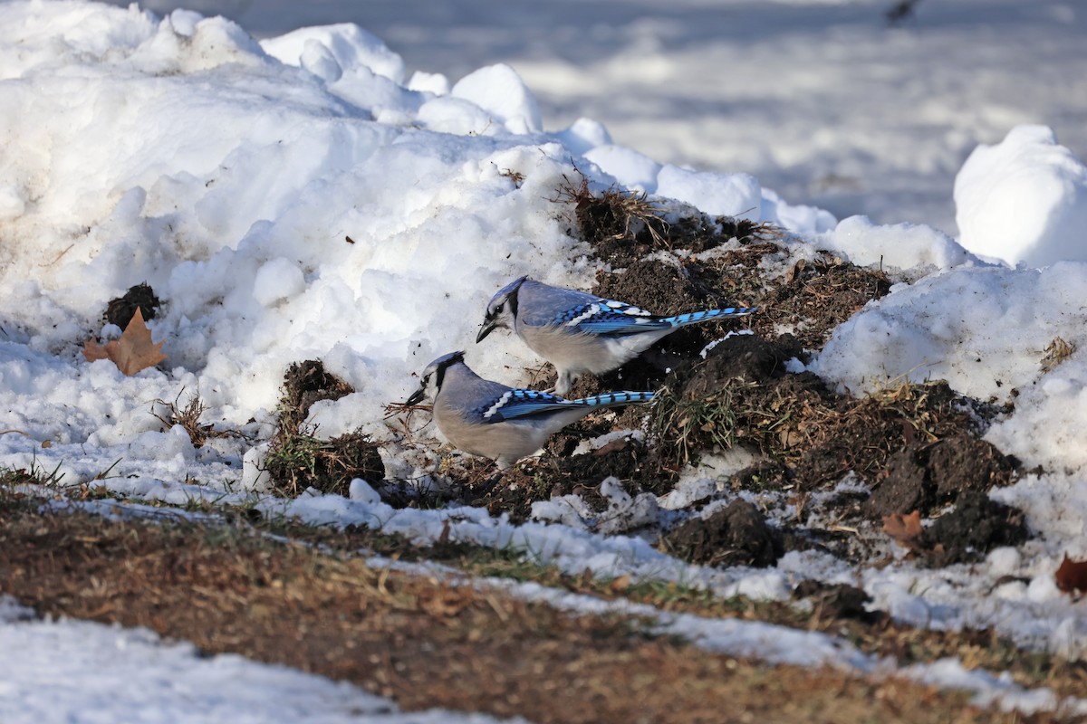 Mavi Karga - ML646998671