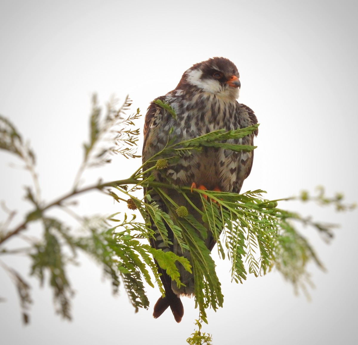 Кібчик амурський - ML646998674