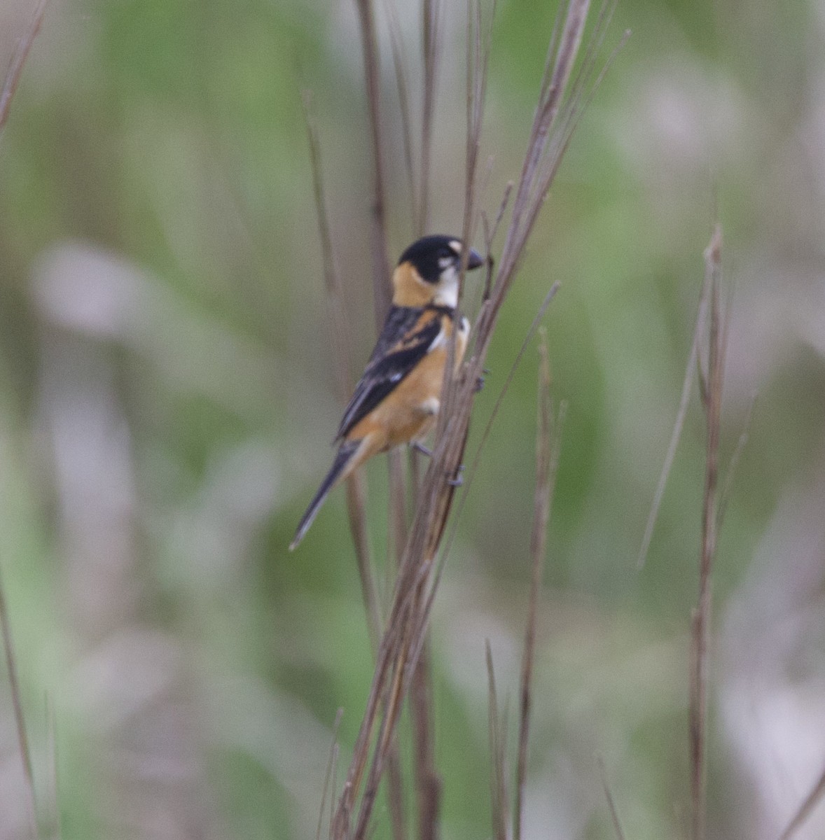 Halkalı Tohumcul - ML646998680