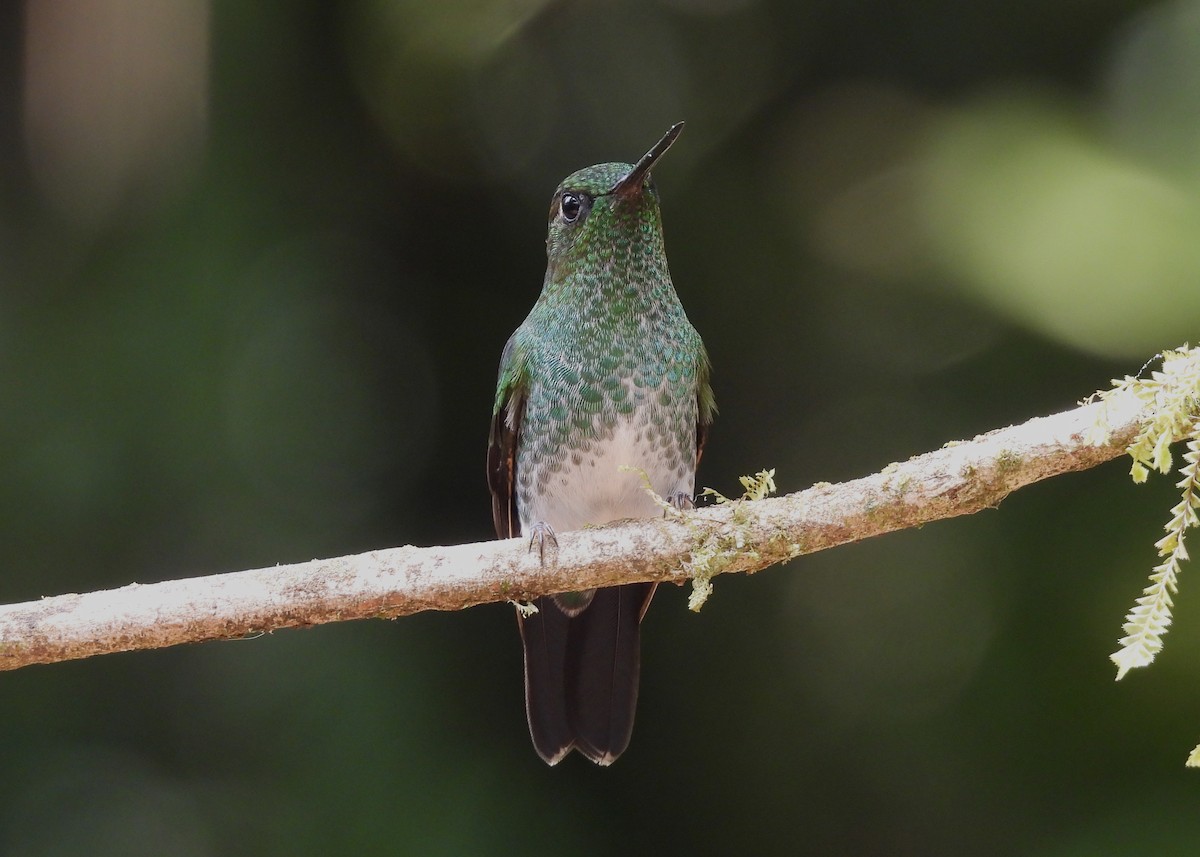 Greenish Puffleg - ML646998681