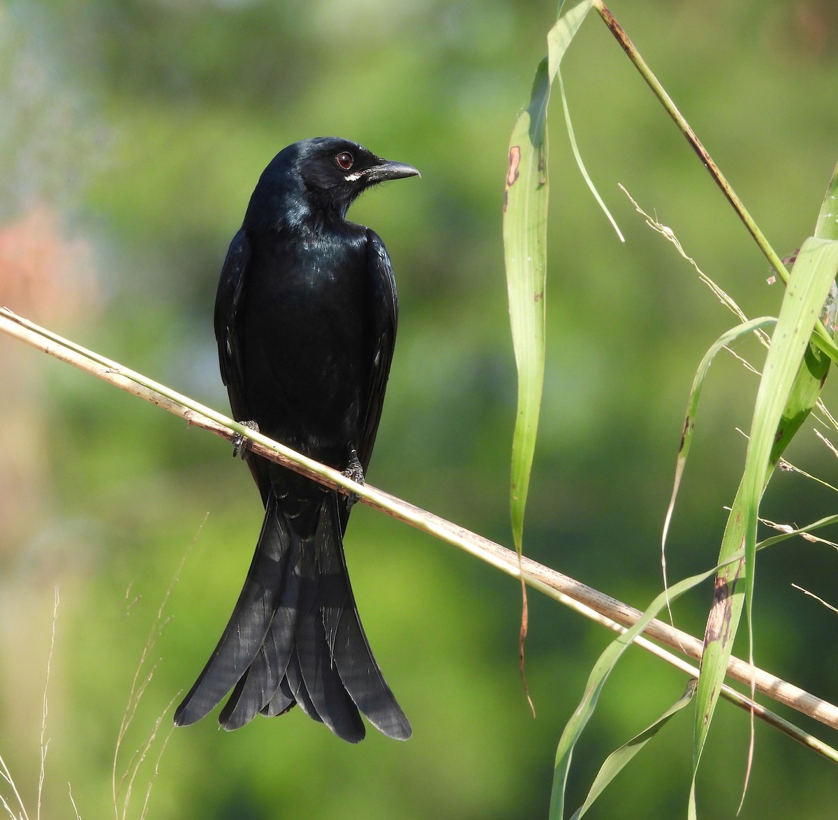 Дронго чорний - ML646998682