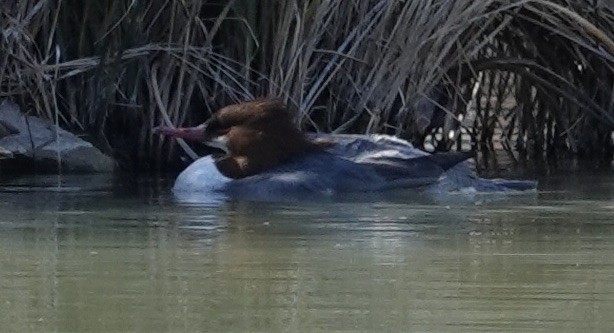 Smergo maggiore - ML646998689