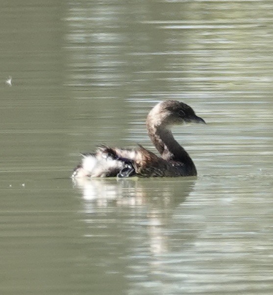 Pied-billed Grebe - ML646998691