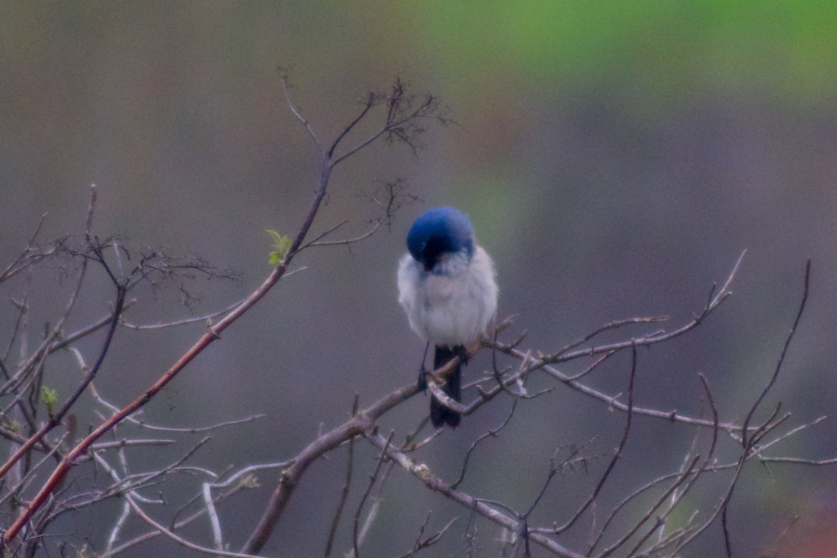 Geai buissonnier - ML646998693