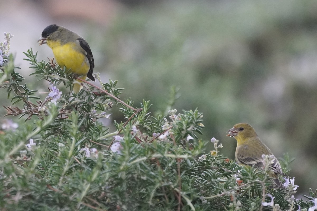 ヒメキンヒワ - ML646998695