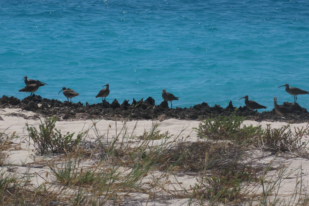 Zarapito Trinador Americano - ML646998700