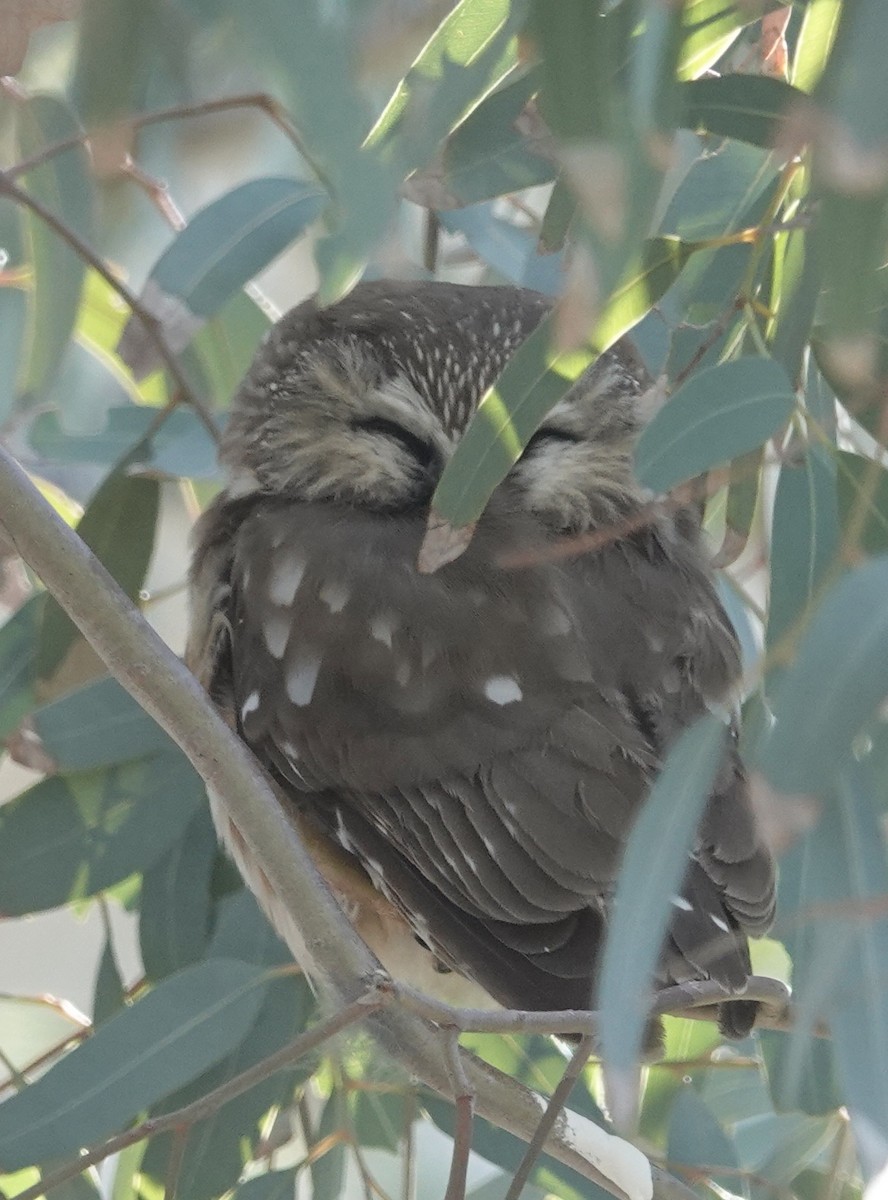 Northern Saw-whet Owl - ML646998701