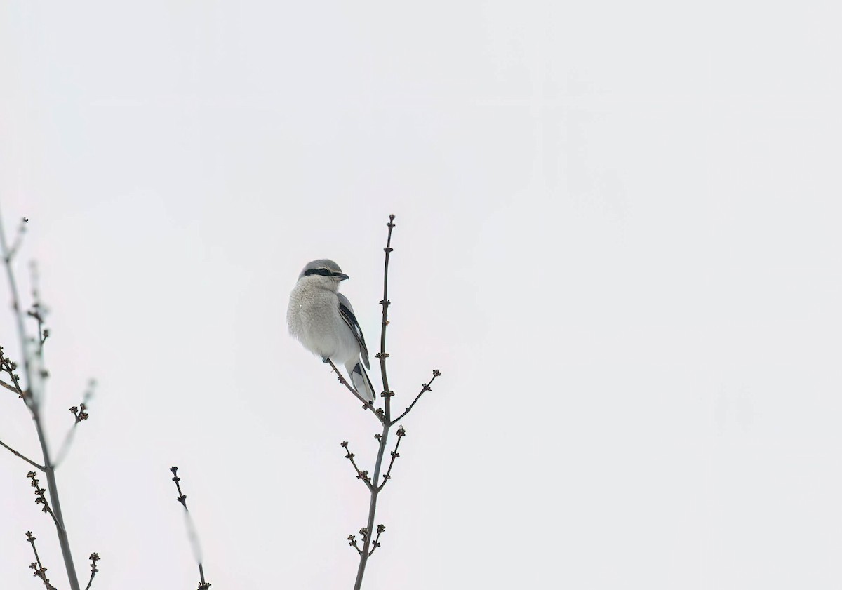 Alcaudón Boreal - ML646998704