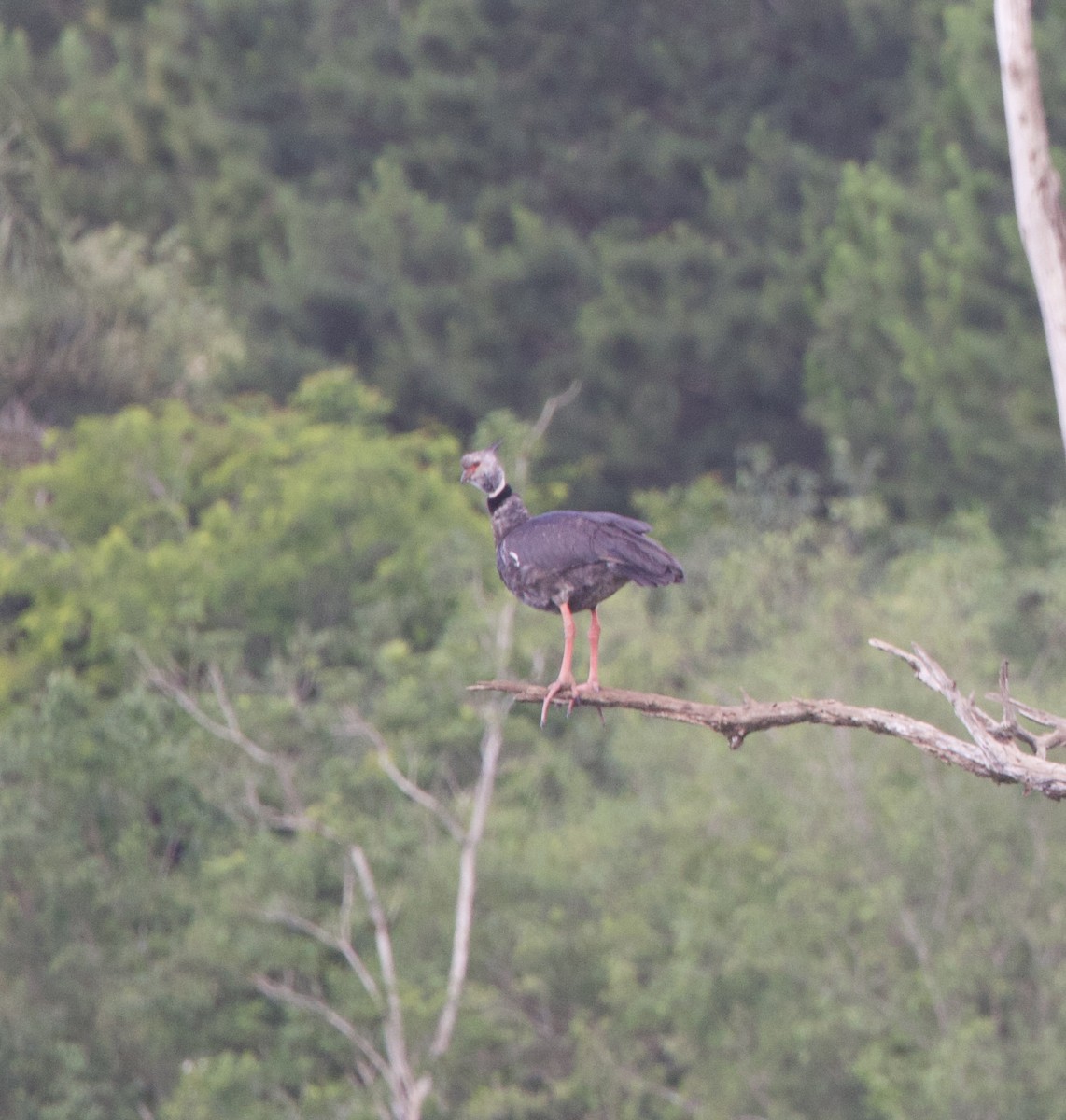 Kolyeli Figankazı - ML646998705
