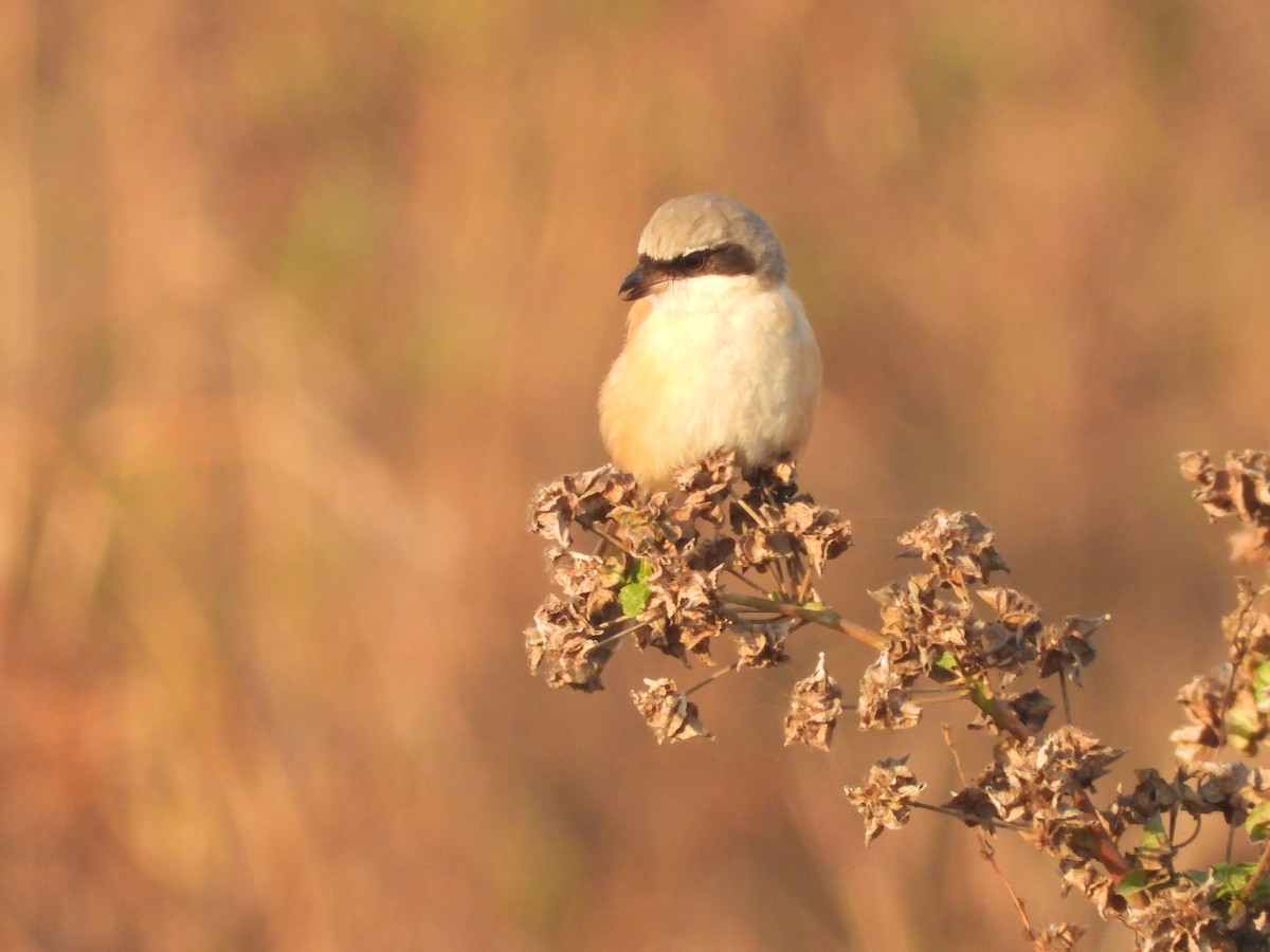 Сорокопуд довгохвостий - ML646998709
