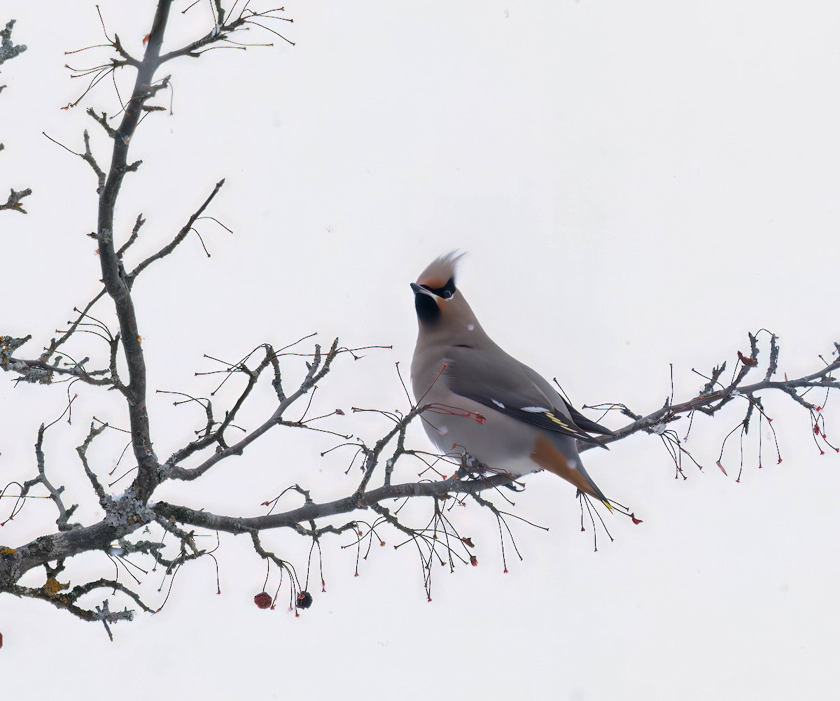 Ampelis Europeo - ML646998714