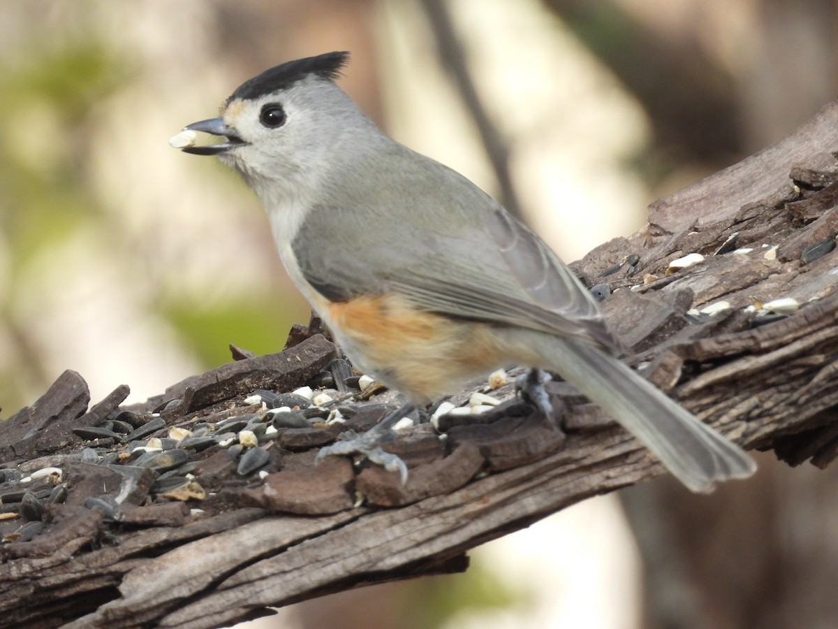 sýkora černochocholatá - ML646998719