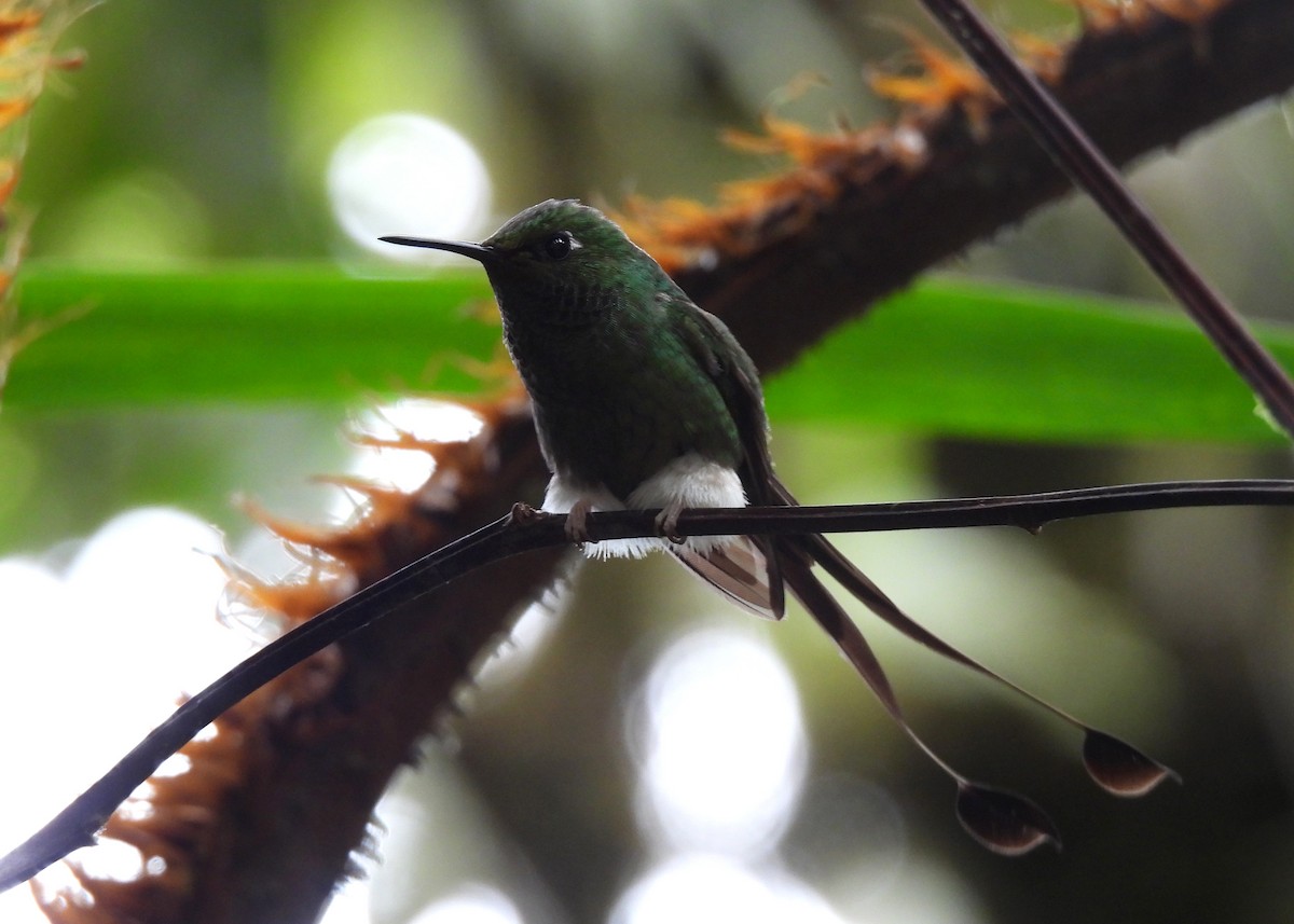 White-booted Racket-tail - ML646998720