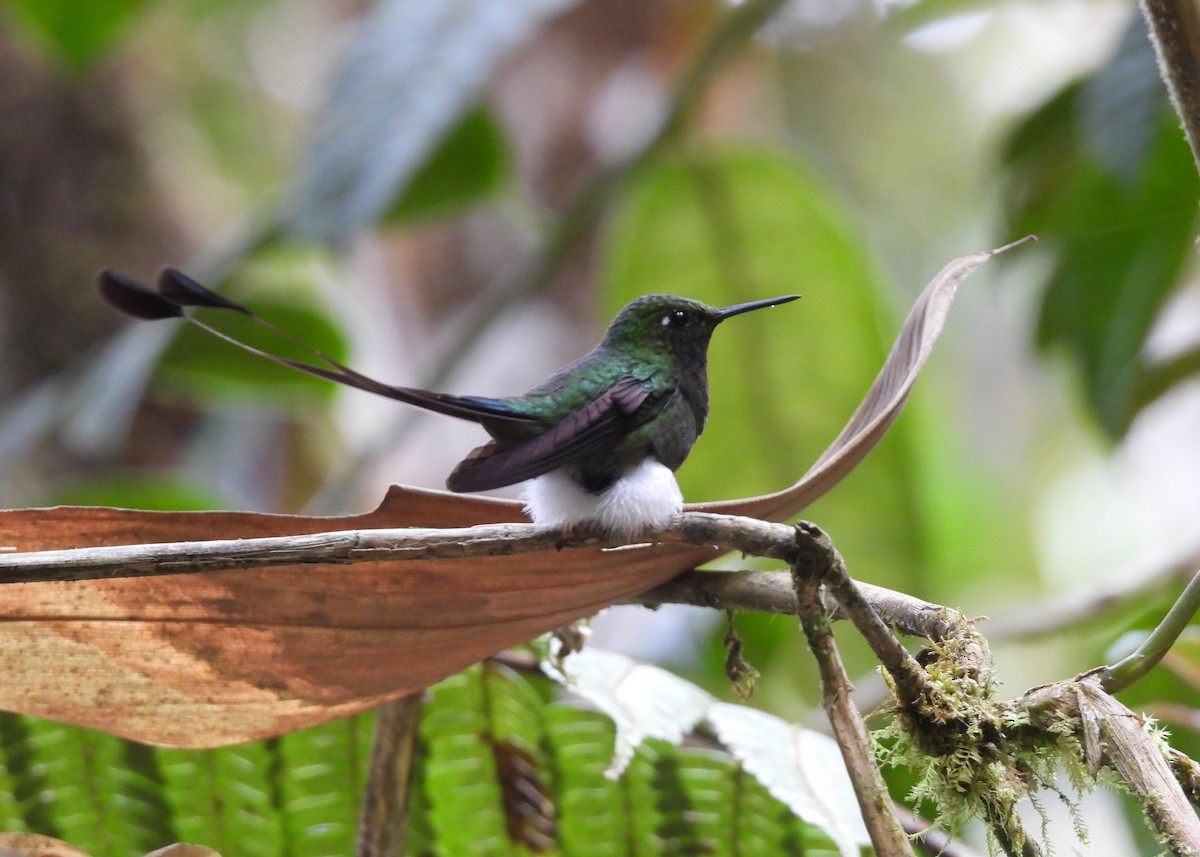 White-booted Racket-tail - ML646998721