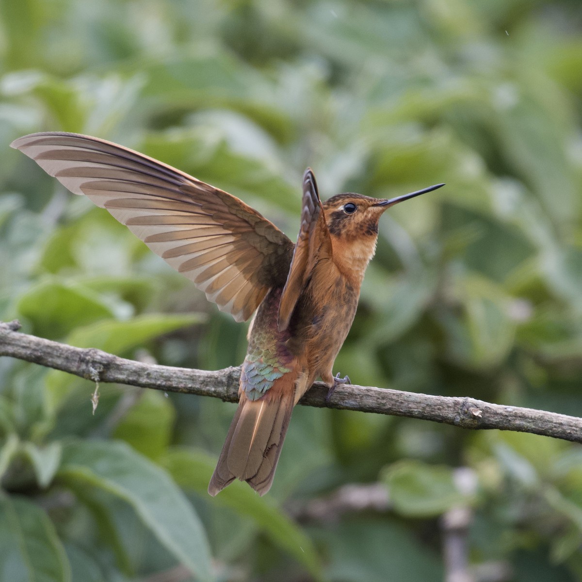 Колібрі-золотожар рудоволий - ML646998724