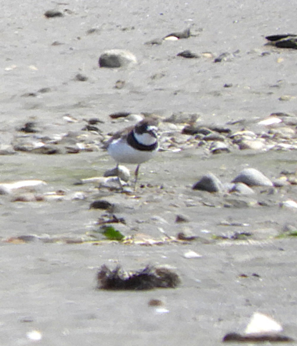 Semipalmated Plover - ML646998725