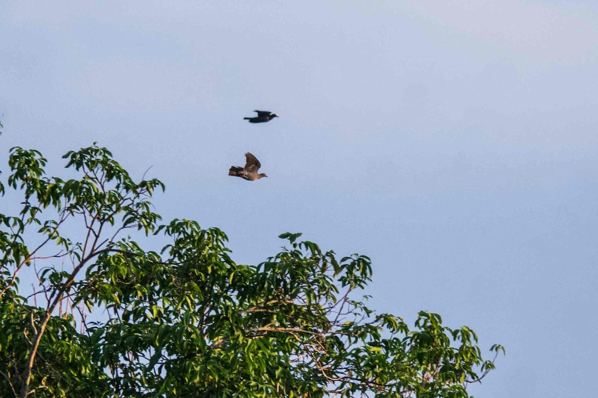 Paloma Coronita - ML646998726