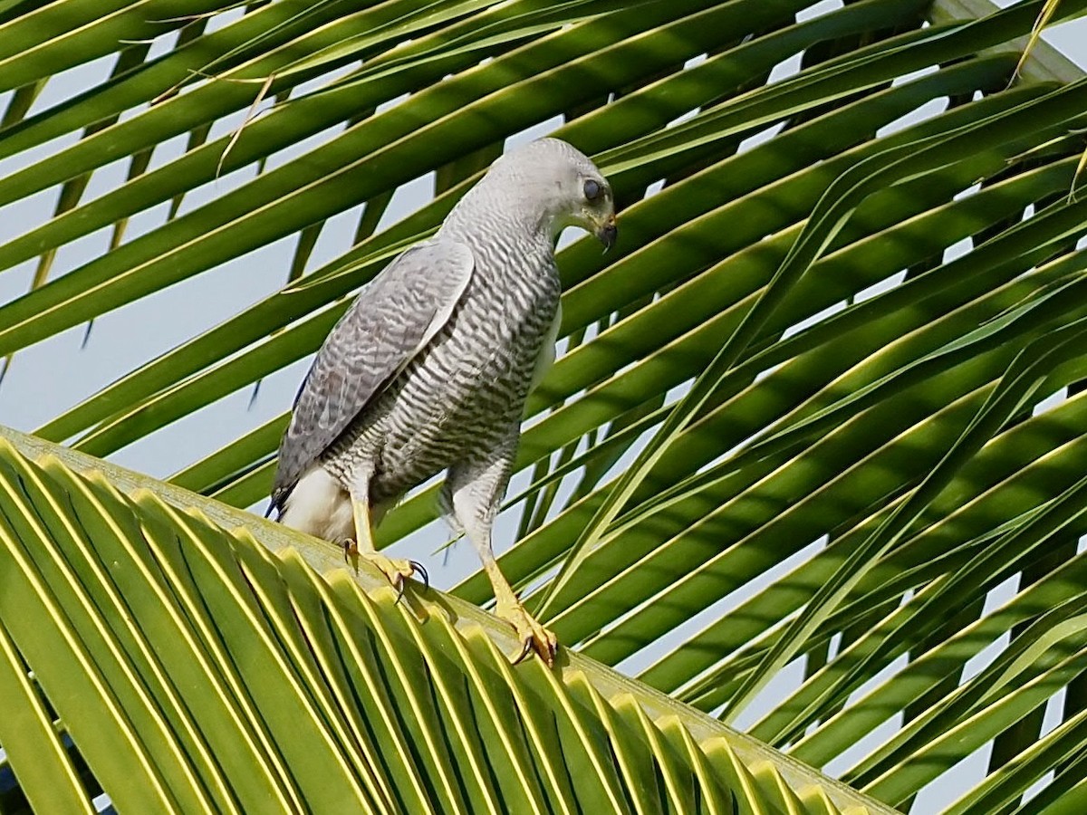 Busardo Gris Meridional - ML646998729