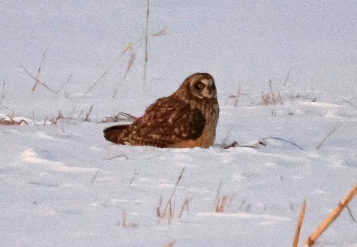 Short-eared Owl - ML646998730