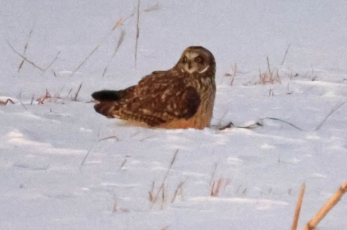 Short-eared Owl - ML646998731