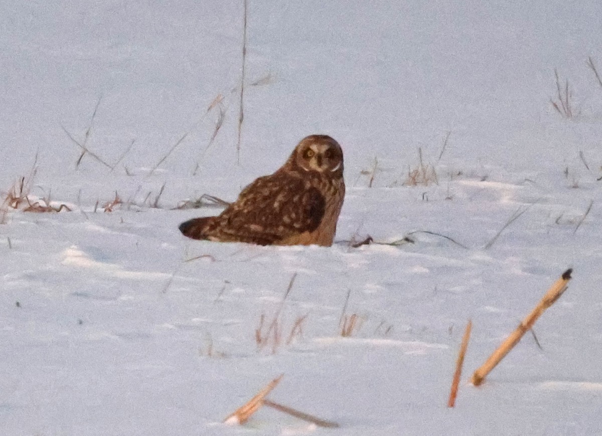 Short-eared Owl - ML646998733