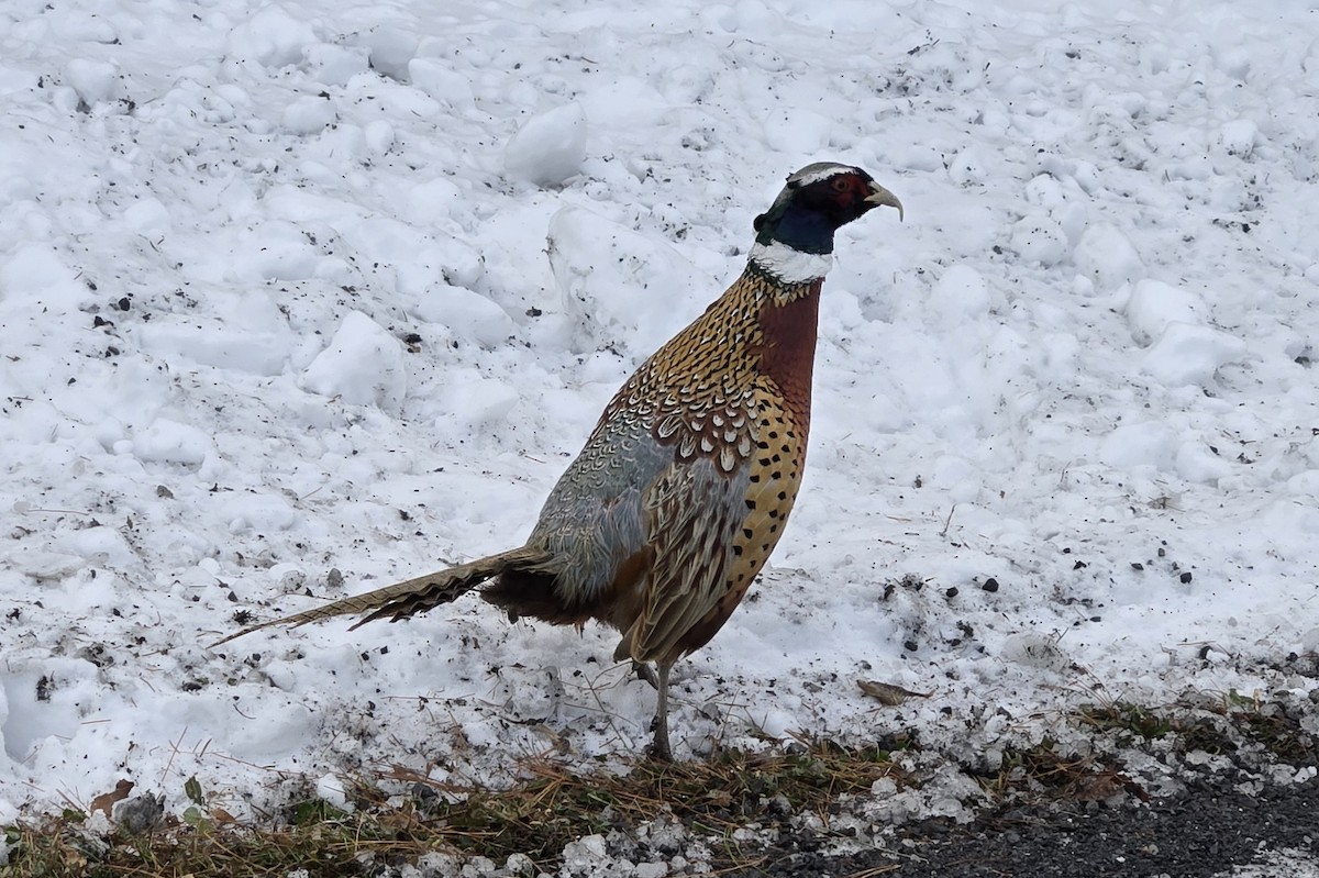 Фазан звичайний - ML646998741