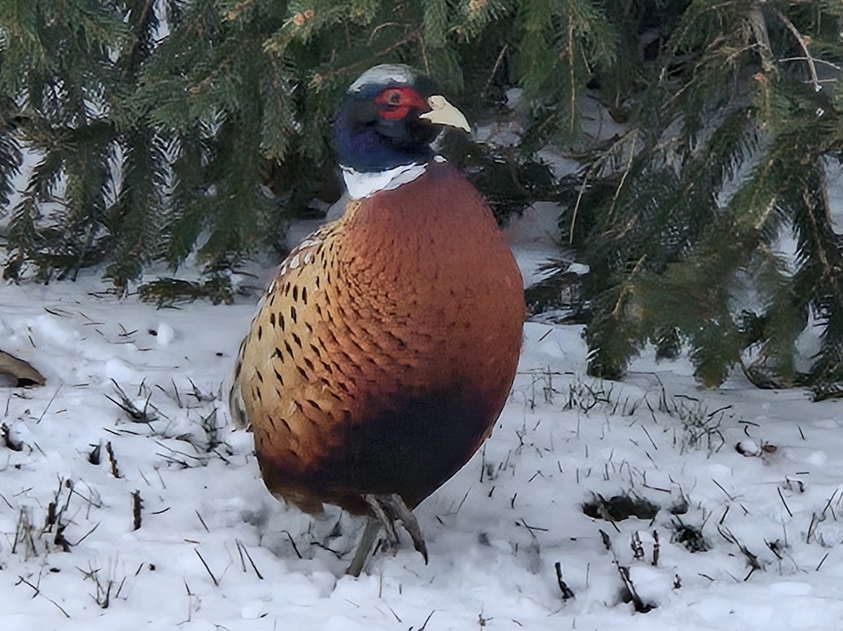 Фазан звичайний - ML646998742