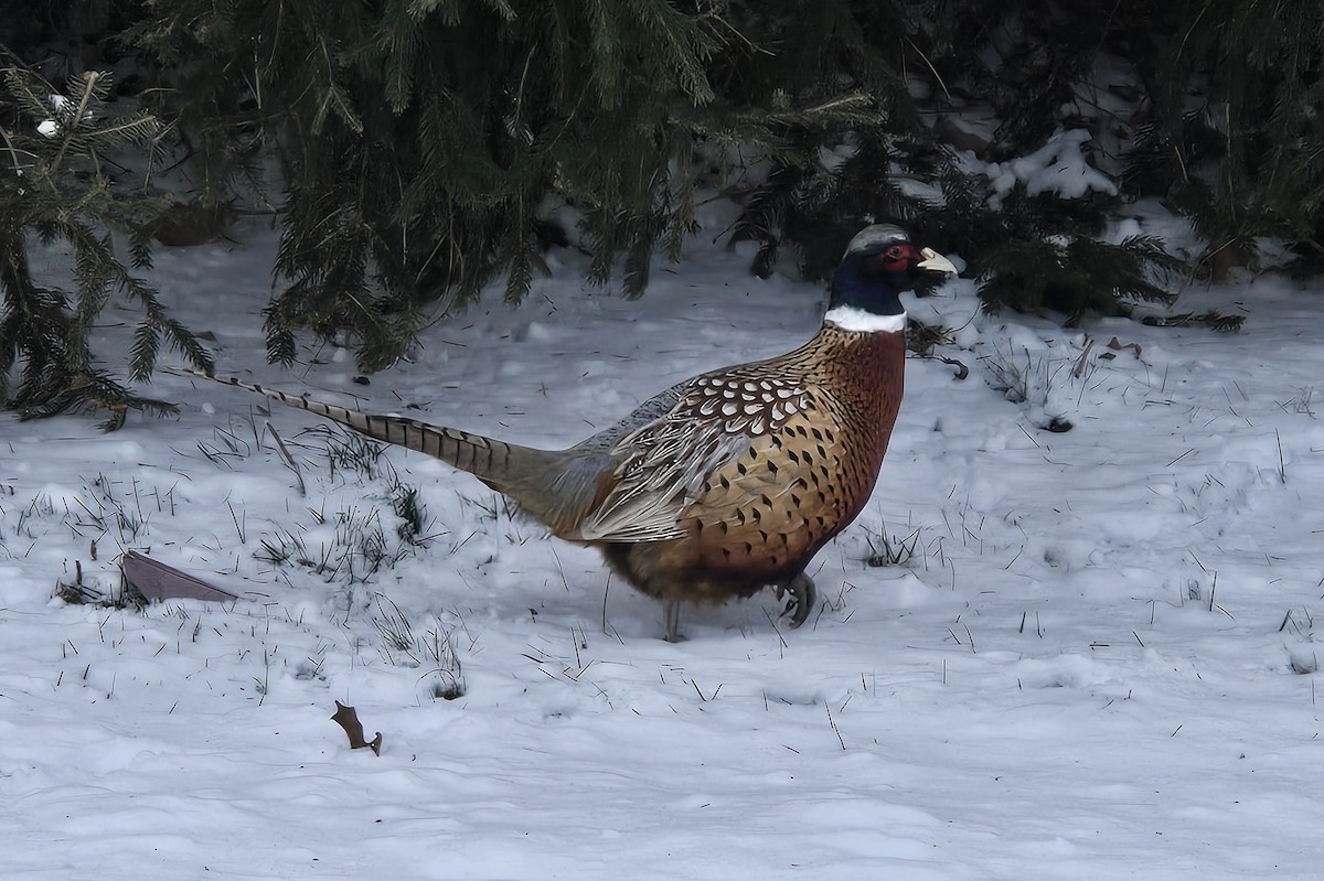 Фазан звичайний - ML646998743