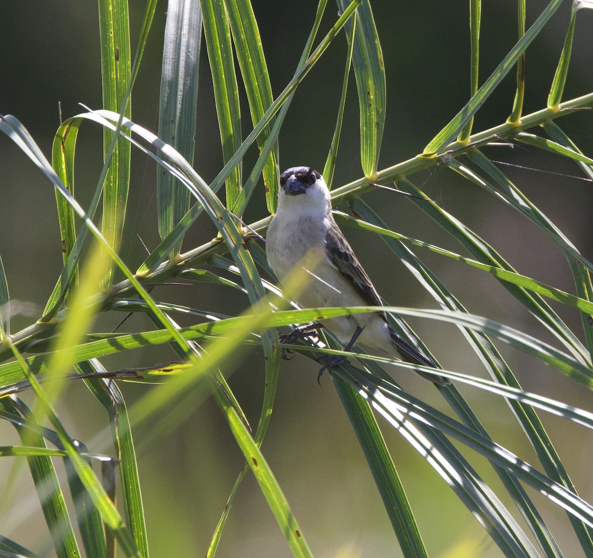 Sedef Karınlı Tohumcul - ML646998749