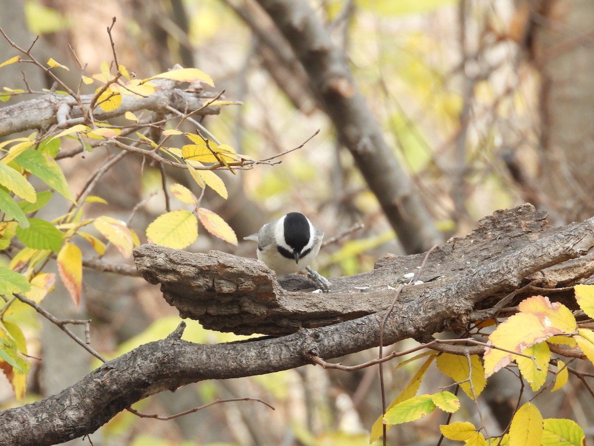 Carolina Chickadee - ML646998754