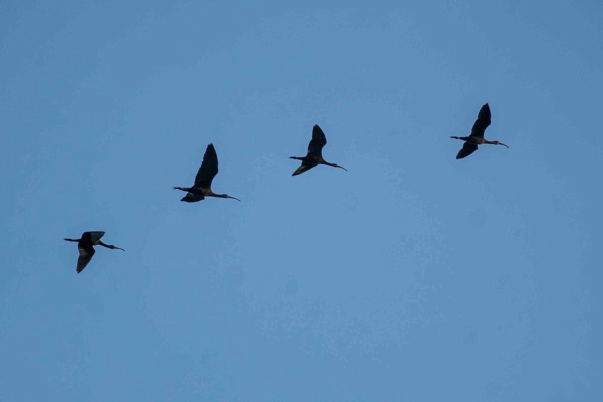 Morito Común - ML646998755