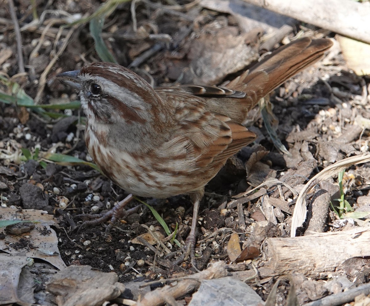 Song Sparrow - ML646998756