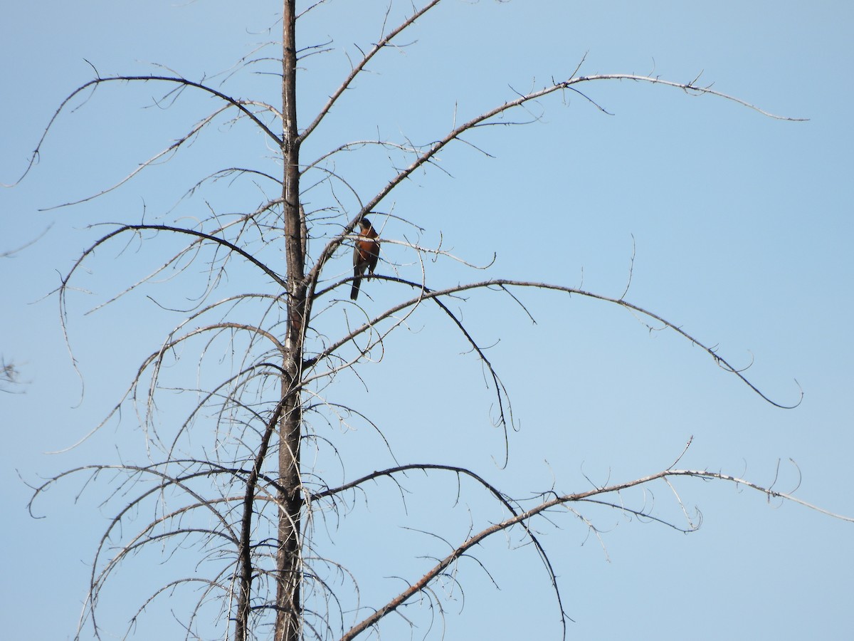 קיכלי נודד - ML646998765