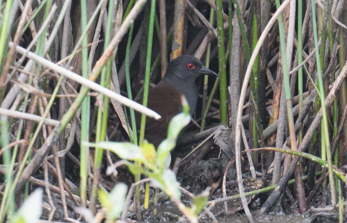 sotrikse - ML646998770