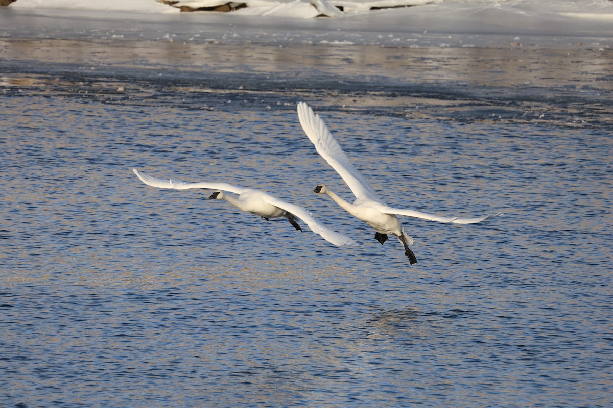 Trumpeter Swan - ML646998779
