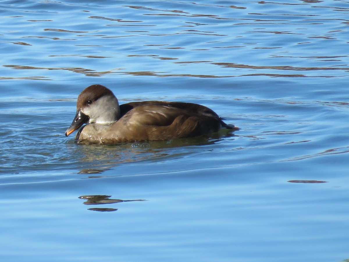 Red-crested Pochard - ML646998783