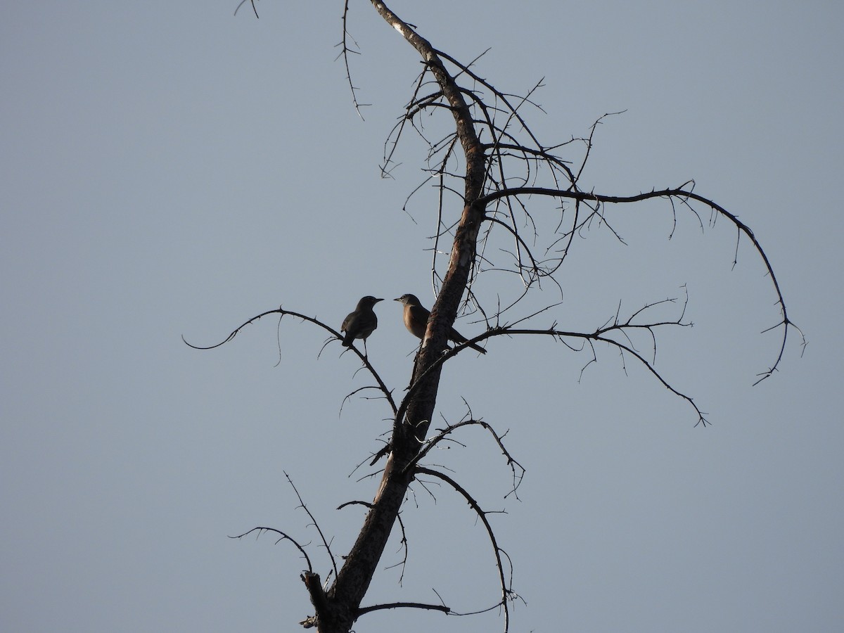 קיכלי נודד - ML646998784