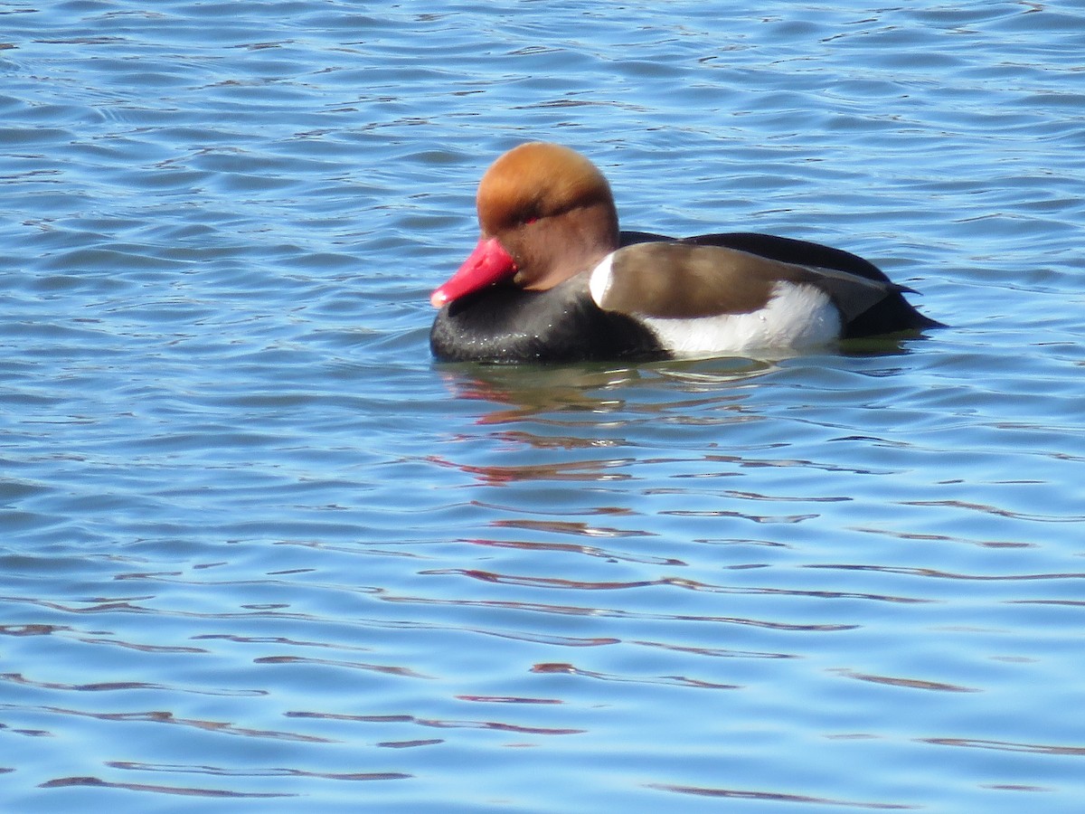 Red-crested Pochard - ML646998785