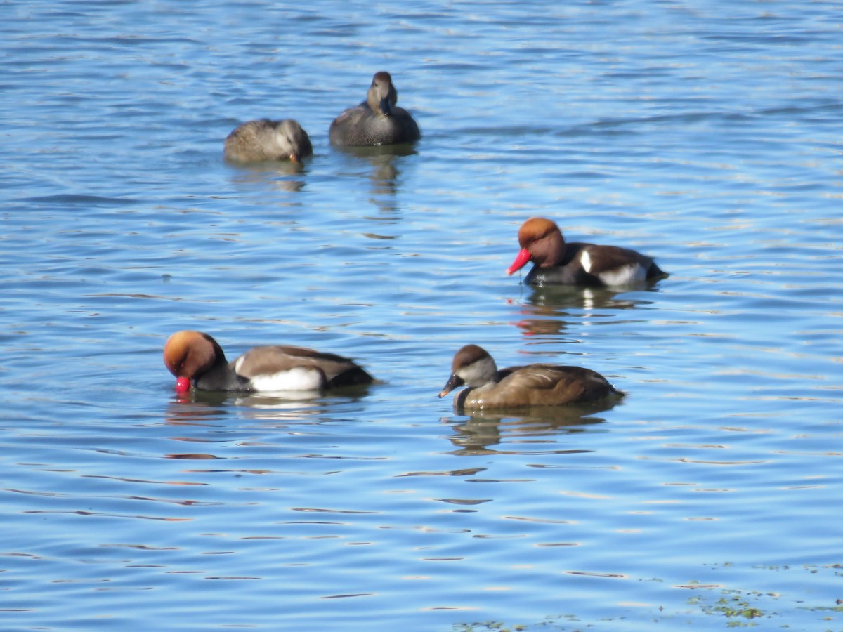 Red-crested Pochard - ML646998786