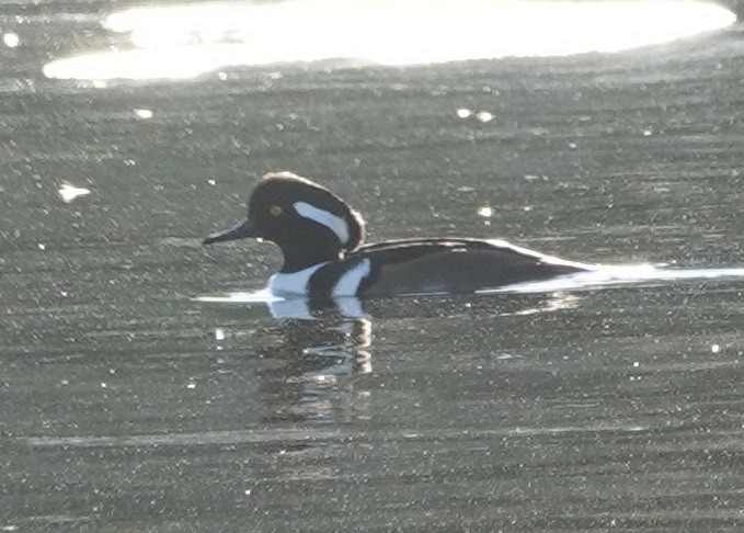 Smergo dal cappuccio - ML646998787