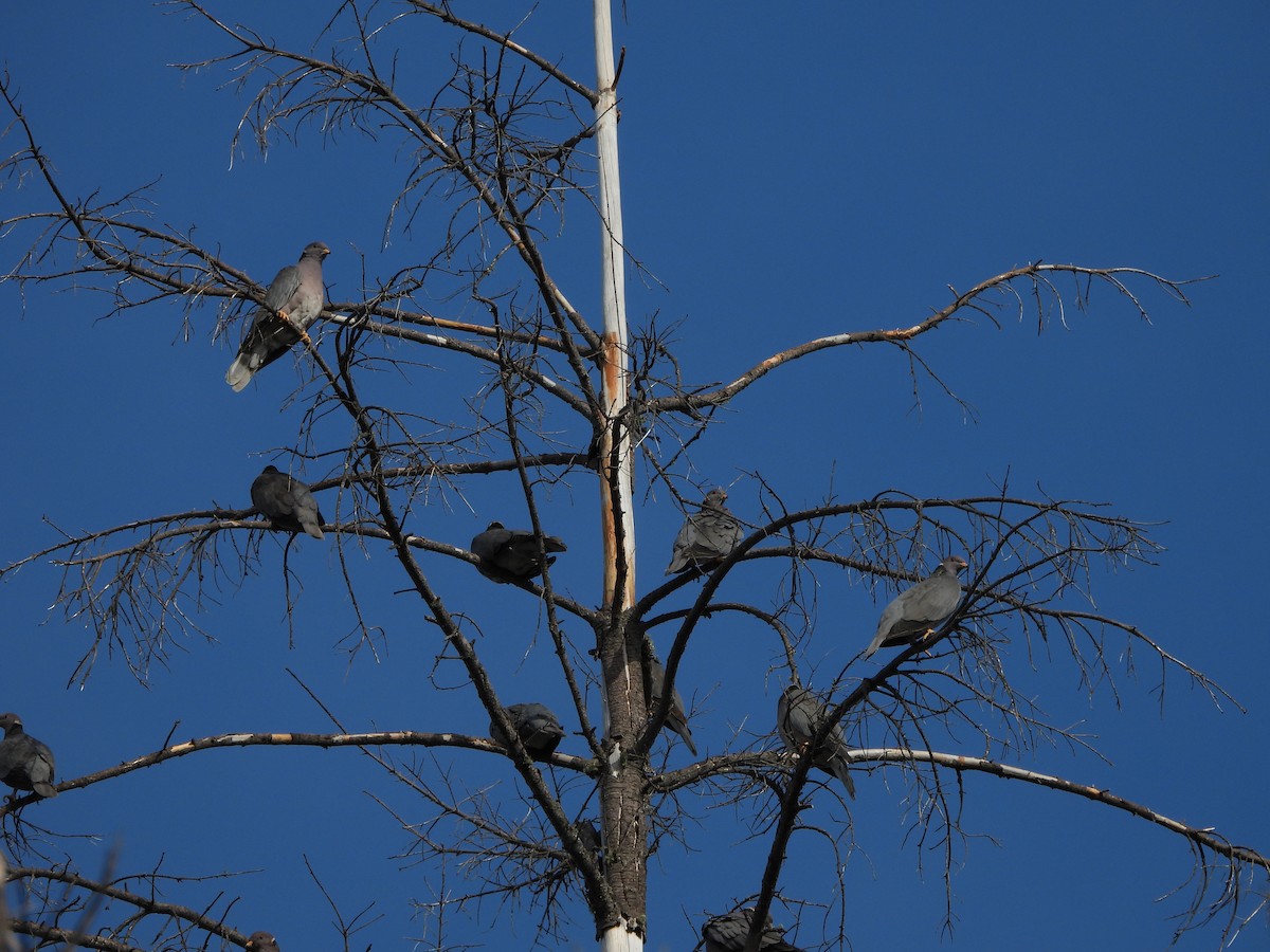 Band-tailed Pigeon - ML646998788