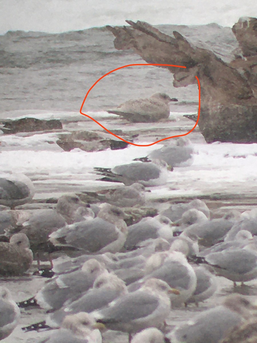 Iceland Gull (kumlieni) - ML646998799