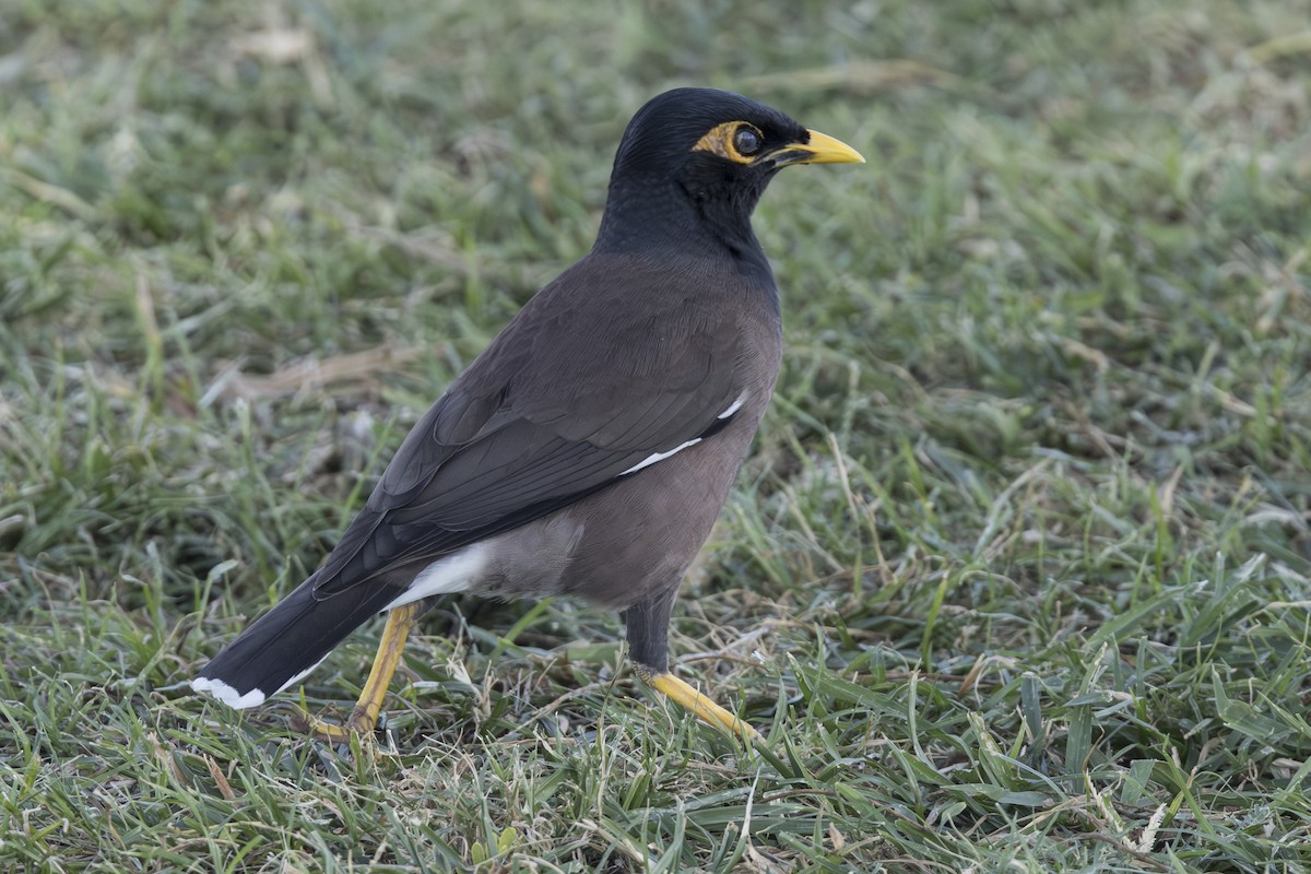 Common Myna - ML646998808
