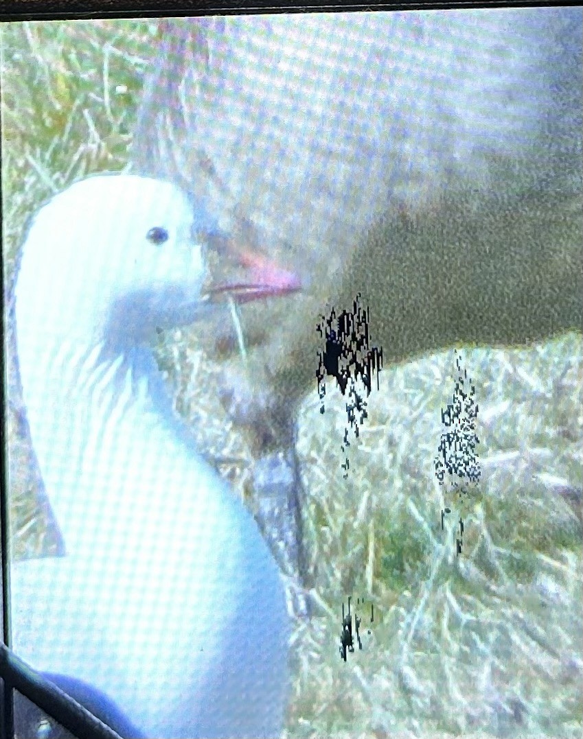 Гусь Росса - ML646998809