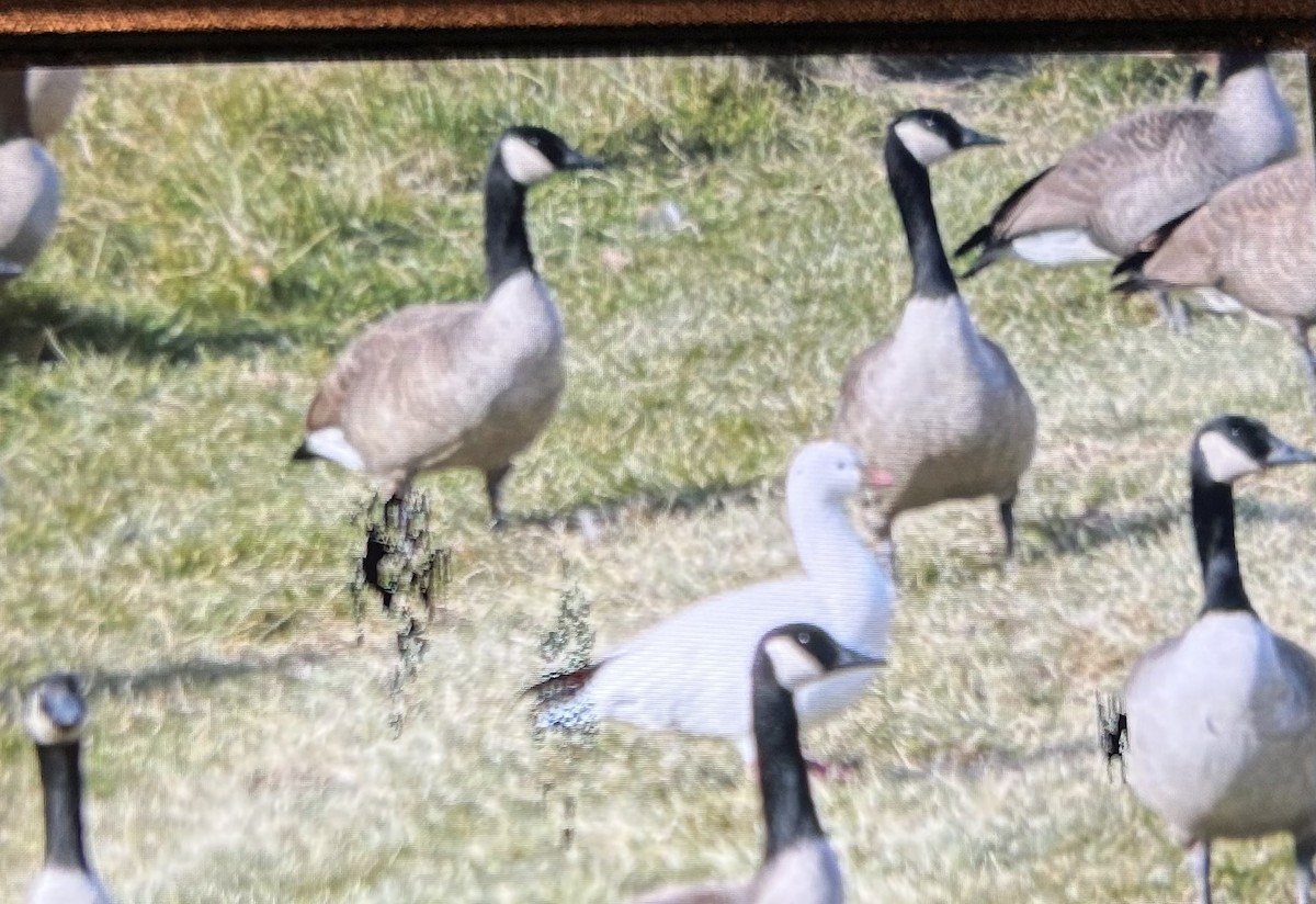 Гусь Росса - ML646998810