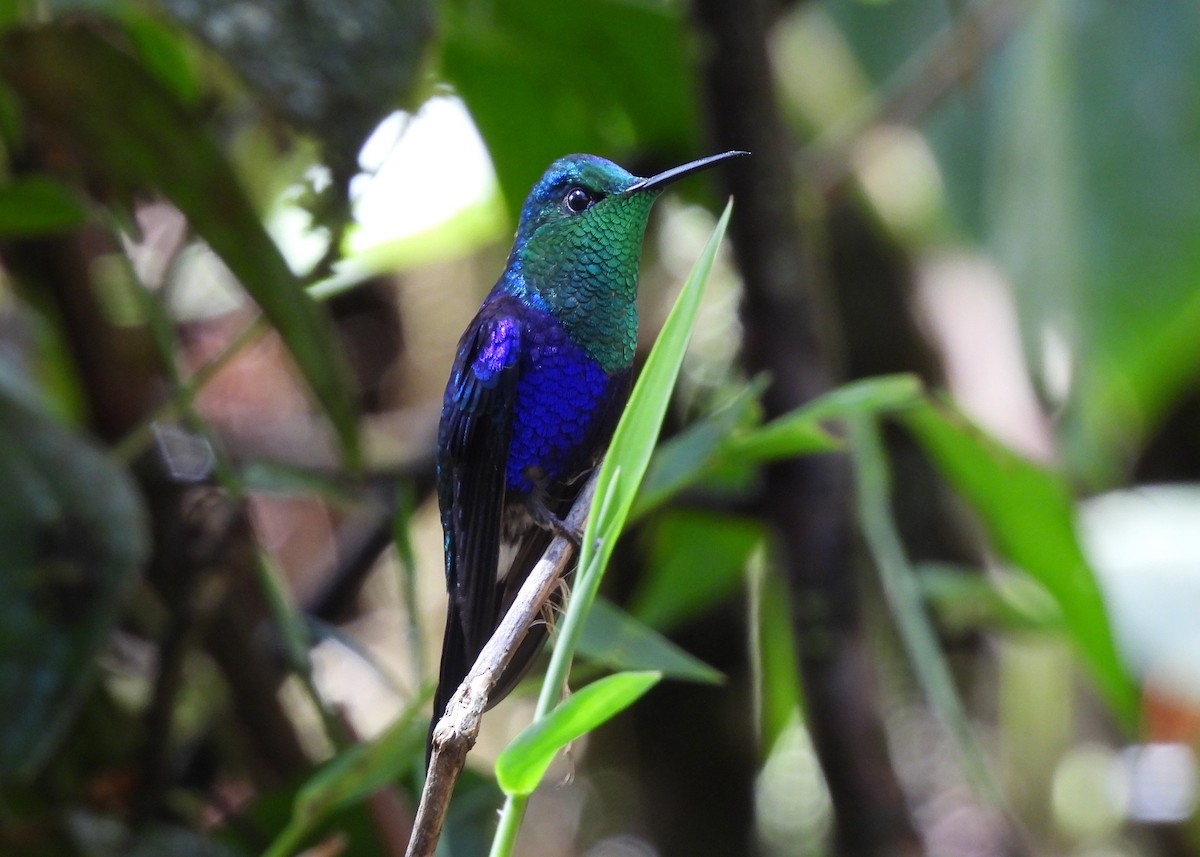 Crowned Woodnymph - ML646998814